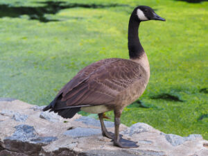 Canada Goose