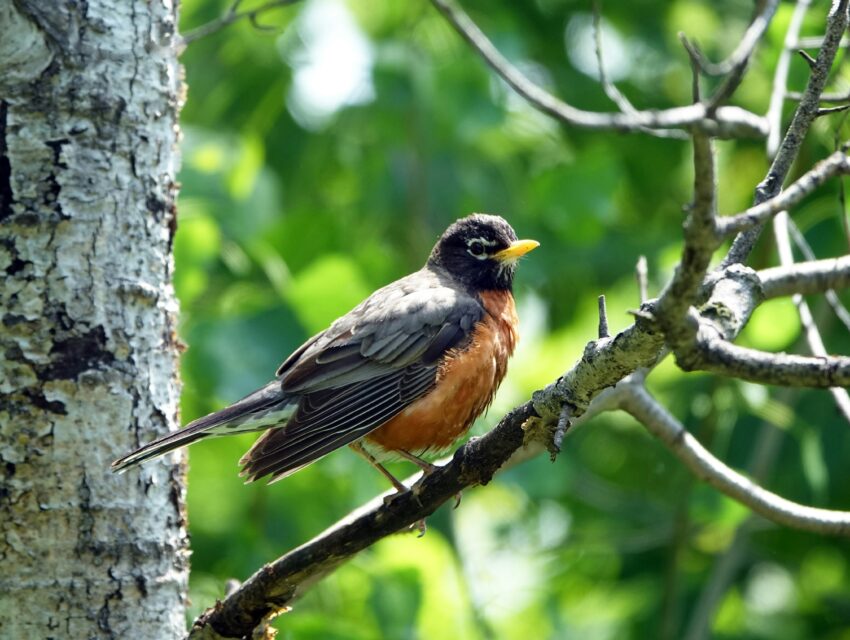American Robin
