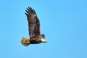 My Neighbor is a Bald Eagle: Living Next-Door to a Legendary Bird
