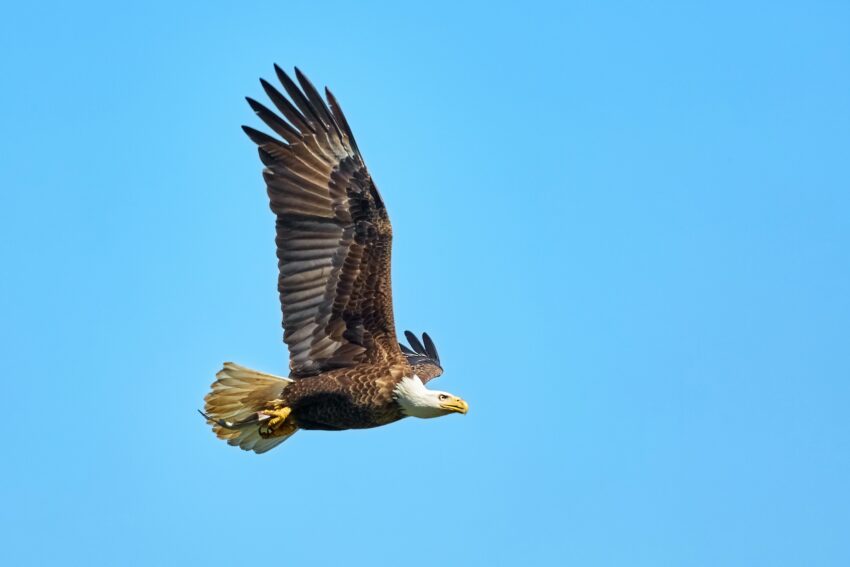Bald Eagle