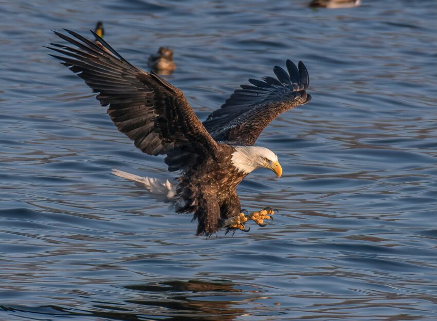 Bald Eagle