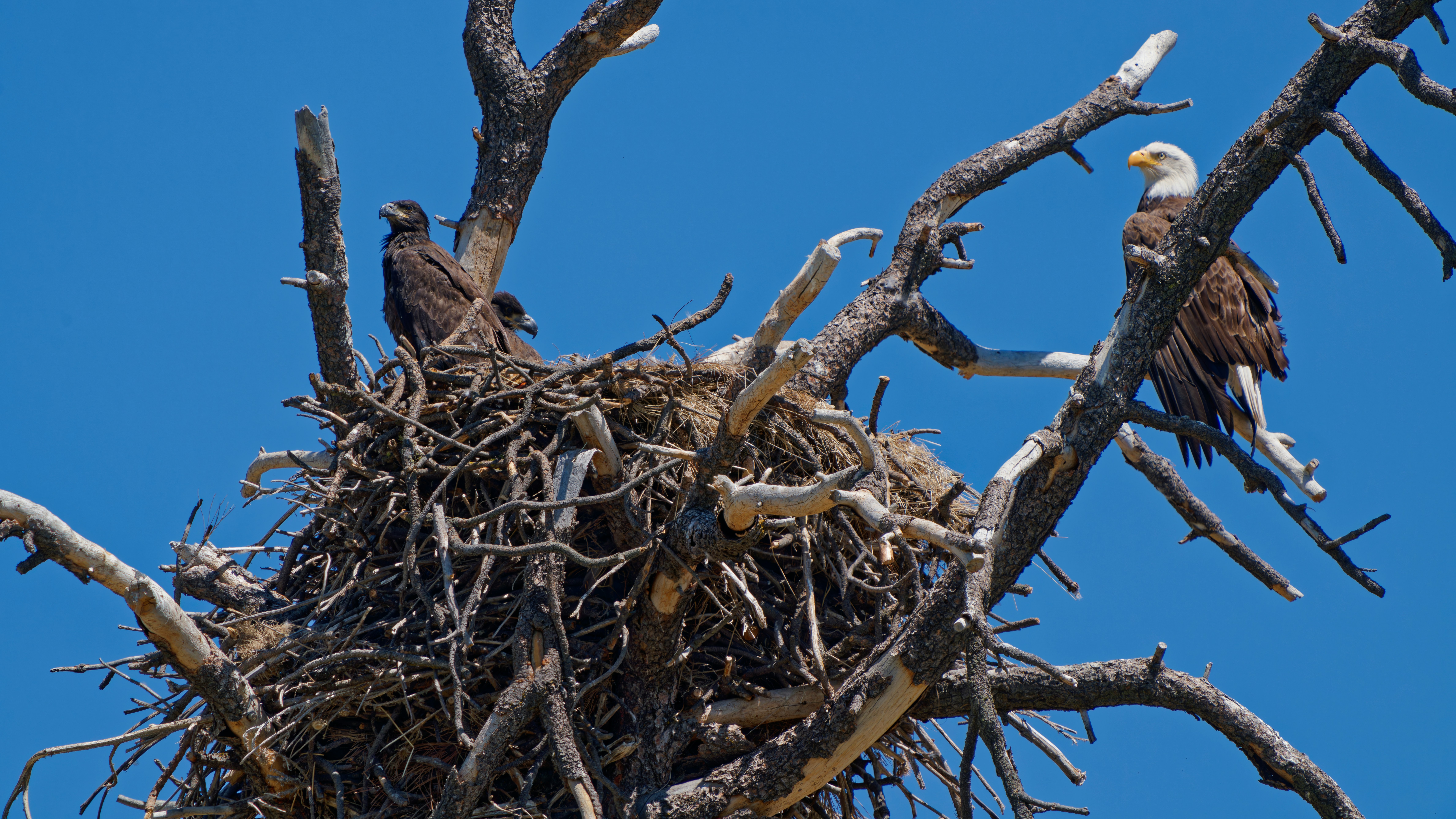 Bald Eagles and nest