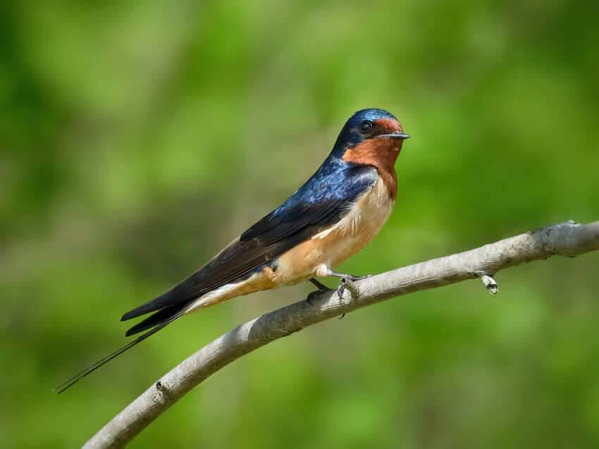 Barn Swallow