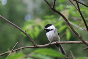 Black-capped Chickadee