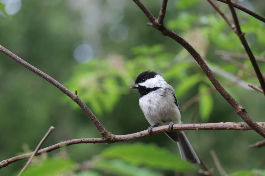 Black-capped Chickadee