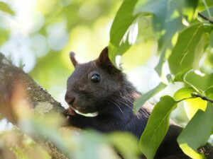 The Curious Case of Nutley’s Black Squirrels