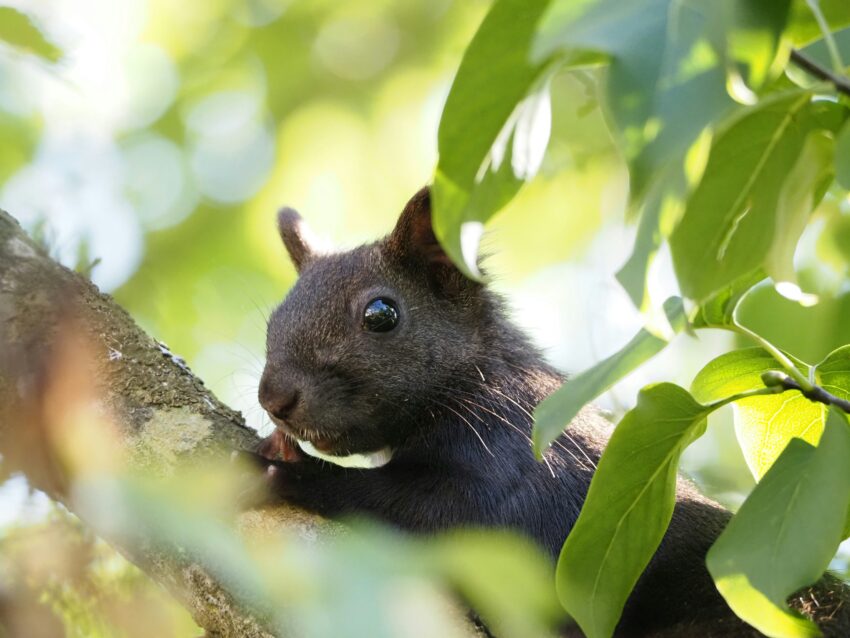 A black squirrel