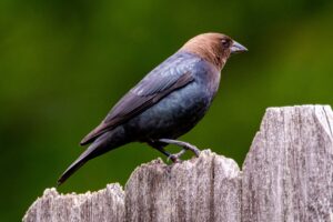 Brown-headed Cowbird