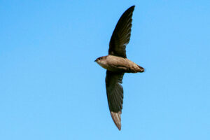 The Acrobats of Nutley: Meet the Chimney Swift