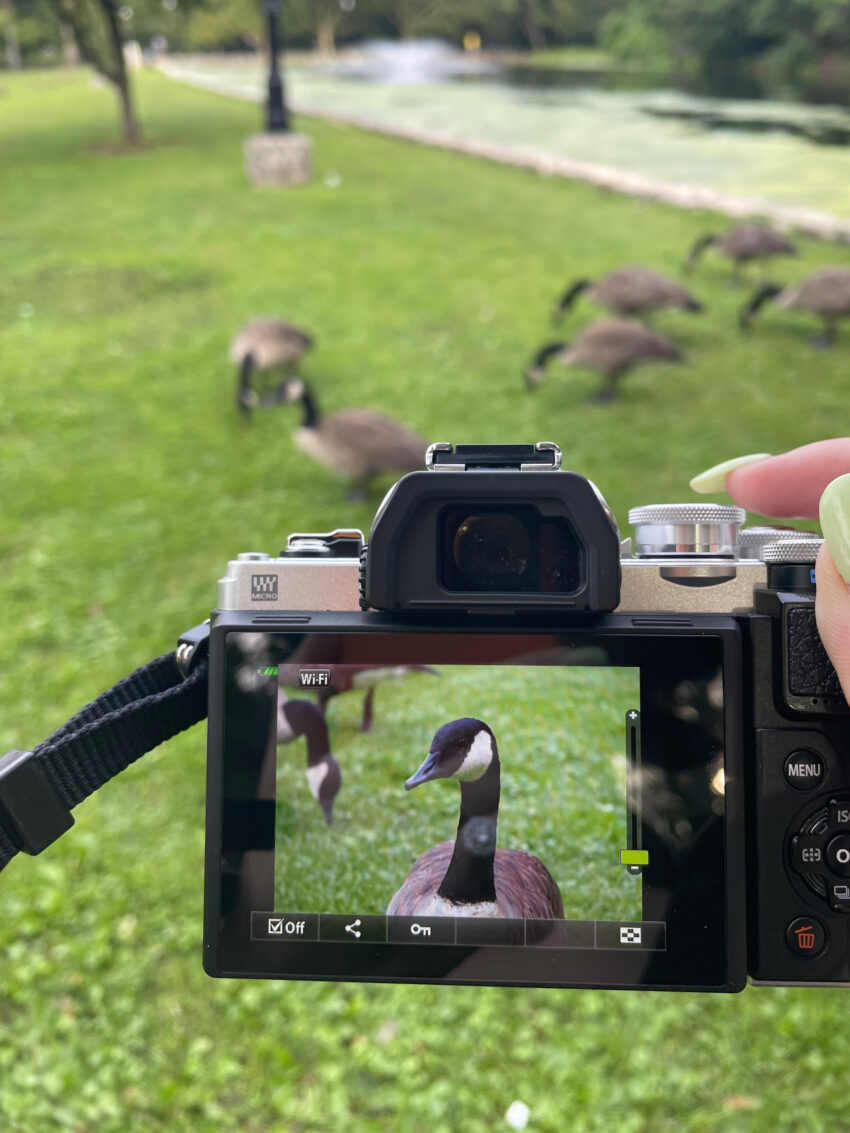 Olympus camera taking a photo of Canada Geese