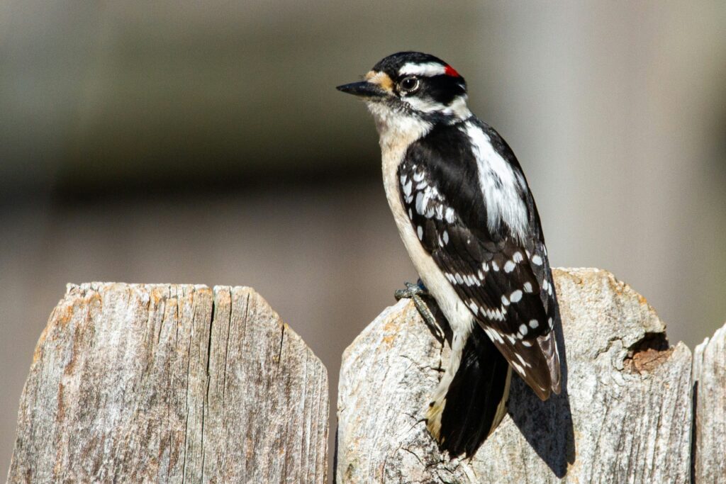 Downy Woodpecker