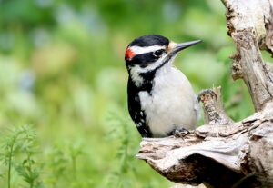 Downy Woodpecker
