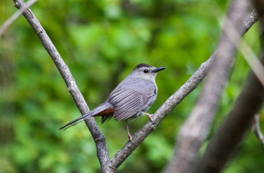 Gray Catbird