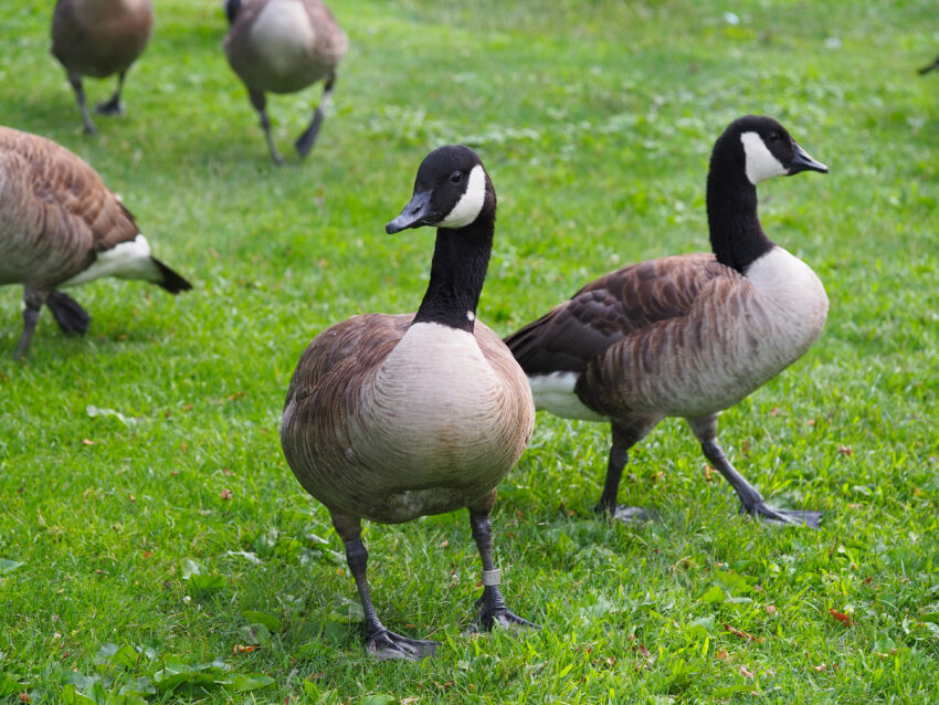 A group of Canada Geese at the Mud Hole