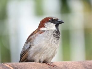 House Sparrow