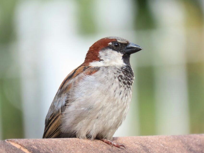 Male House Sparrow