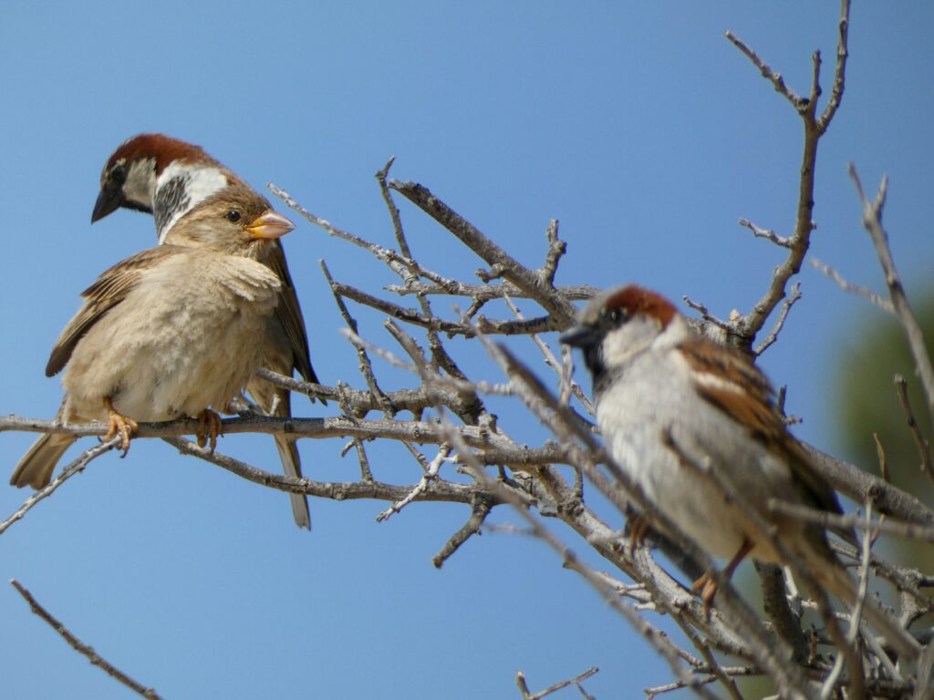 Three House Sparrows