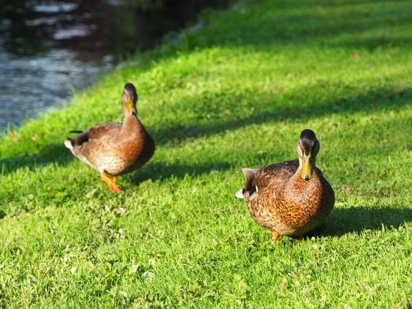 Mallard Ducks
