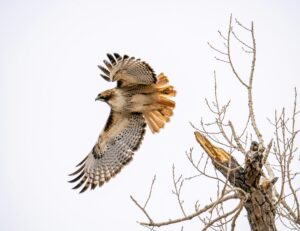 Red-tailed Hawk