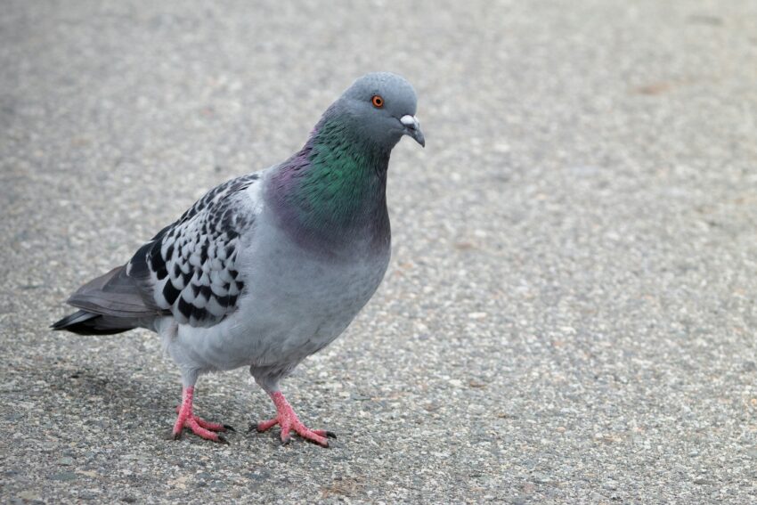 Rock Pigeon